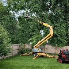 How Our Tree Care Process Works  in  Waterville, MN