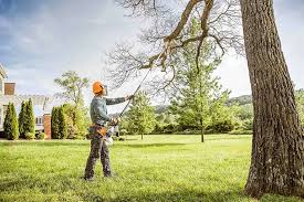 Best Tree Maintenance Programs  in Waterville, MN