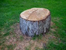  Waterville, MN Tree Care Pros