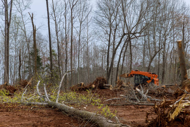 Best Commercial Tree Services  in Waterville, MN