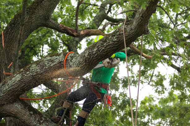 Best Pest Control for Lawns  in Waterville, MN