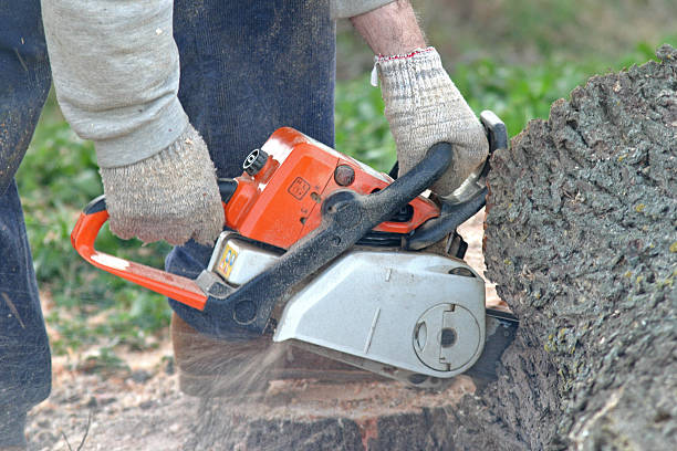 Best Tree Risk Assessment  in Waterville, MN
