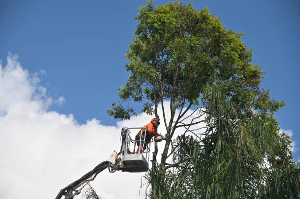 Best Weed Control  in Waterville, MN
