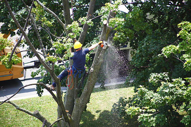 Best Tree Trimming and Pruning  in Waterville, MN