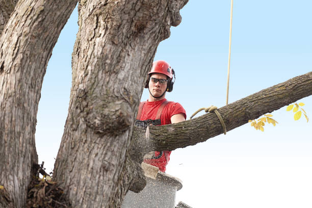 Best Hedge Trimming  in Waterville, MN